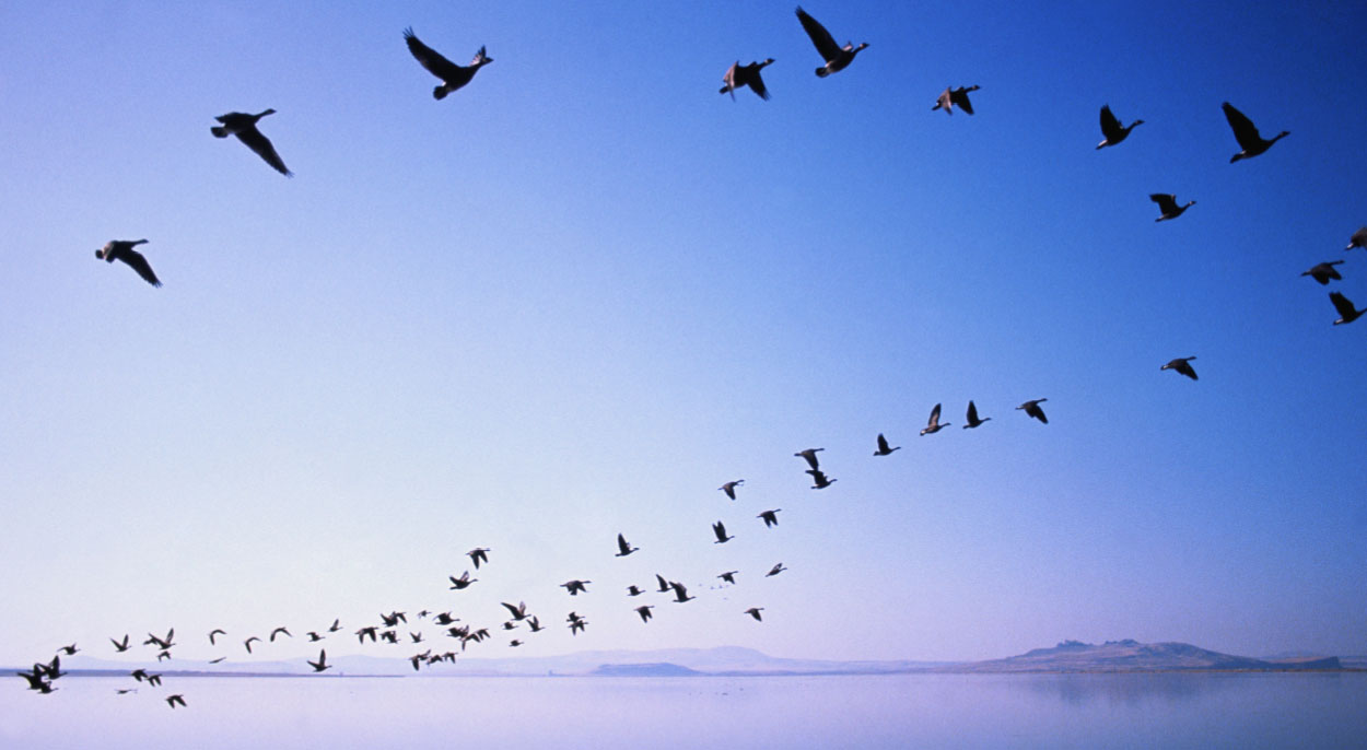 pájaros volando cielo azul